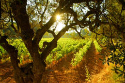 Photographe-professionnel-nature-savoie- vigne chambéry
